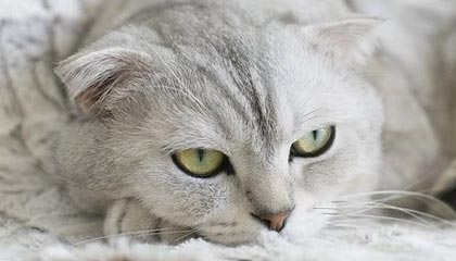 英超激烈争夺，豪门战火升腾