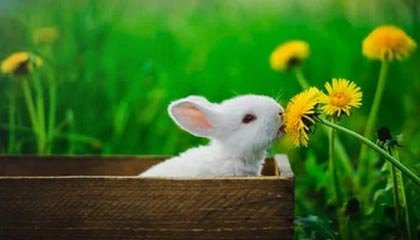 世纪之战：经典对抗的“重现”，激发新一波篮球热潮，世纪之战足球