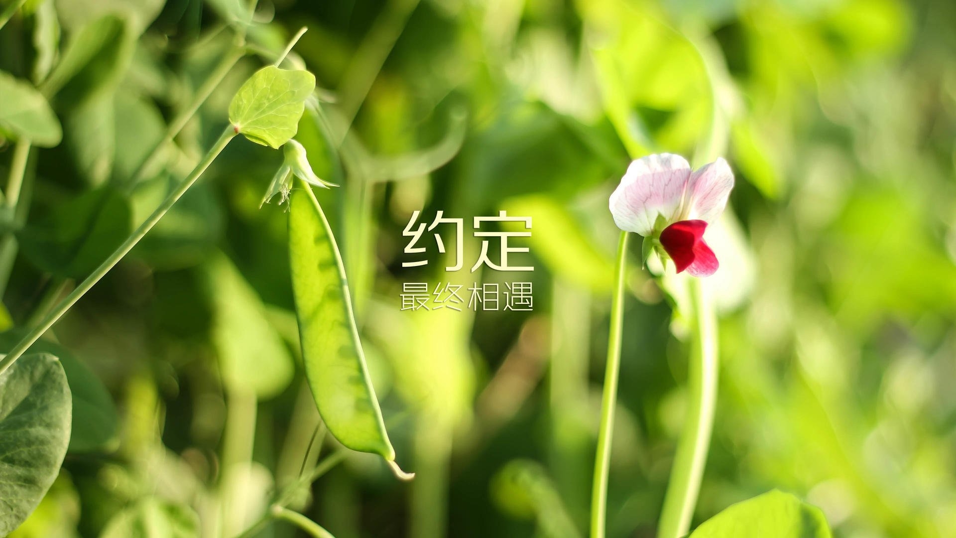 德甲德比：鲁尔区内战激烈进行，排名洗牌，鲁尔区德比4比4