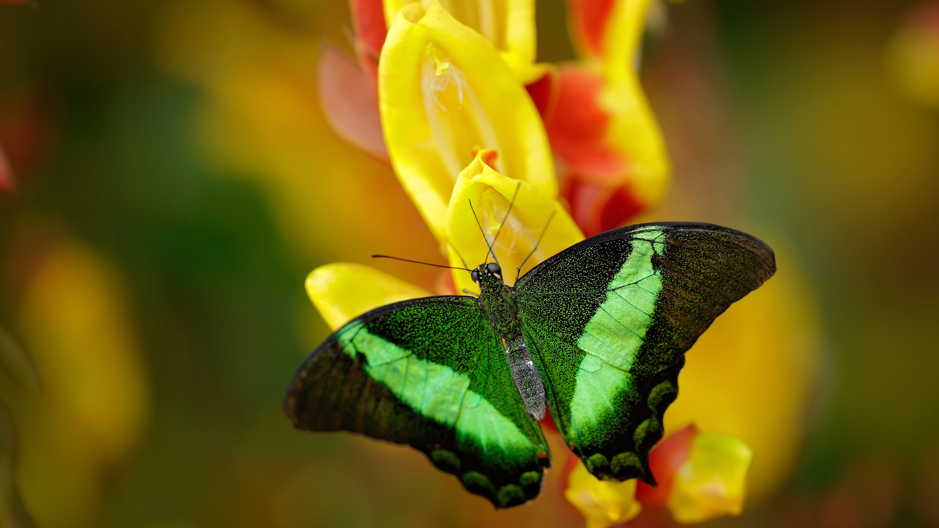 乔纳·隆戈:突破全黑队新境界的橄榄球“黑色闪电”