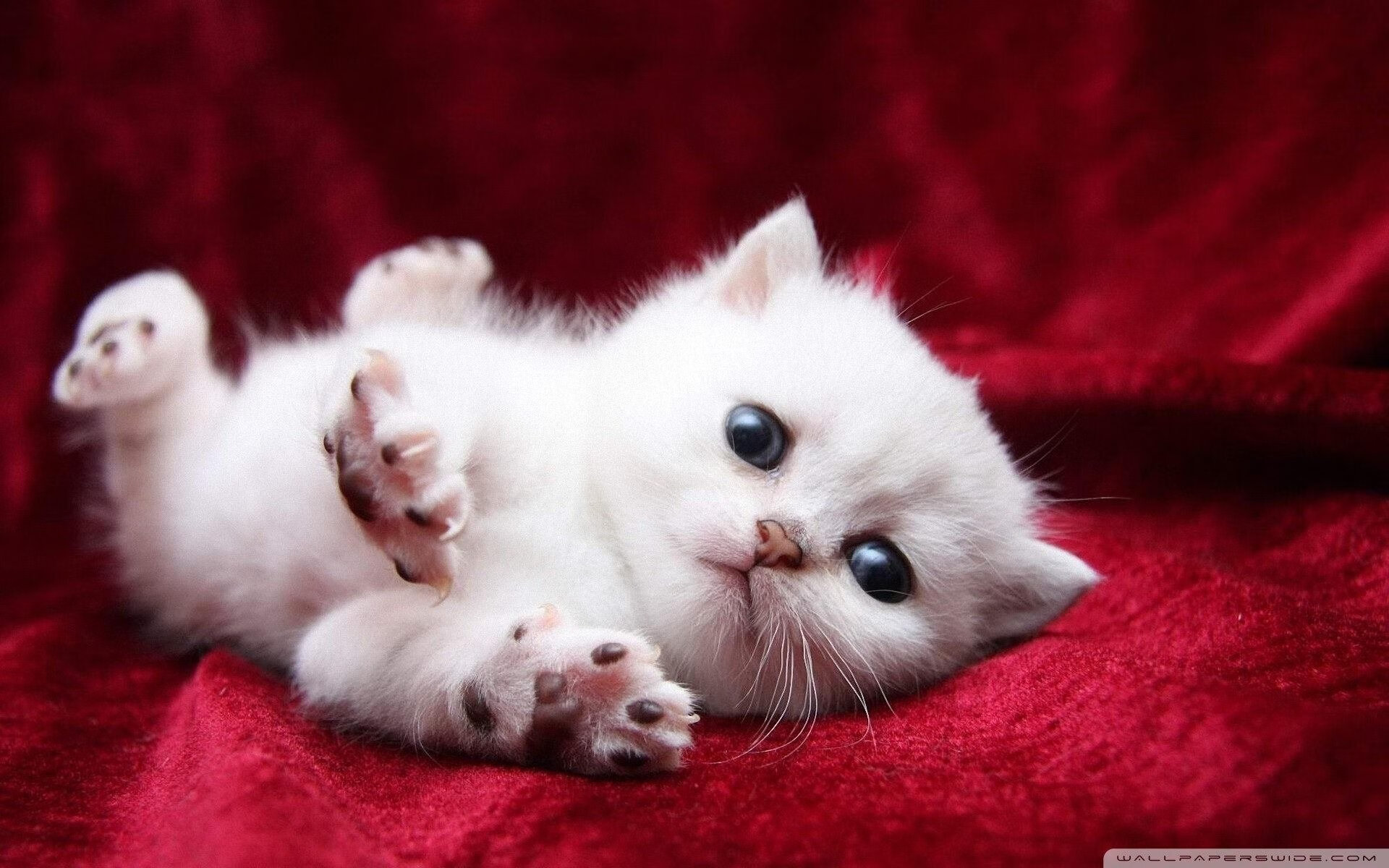 弗朗索瓦·霍尔茨豪伊泽：反应迅速，成功组织起南非队的关键进攻