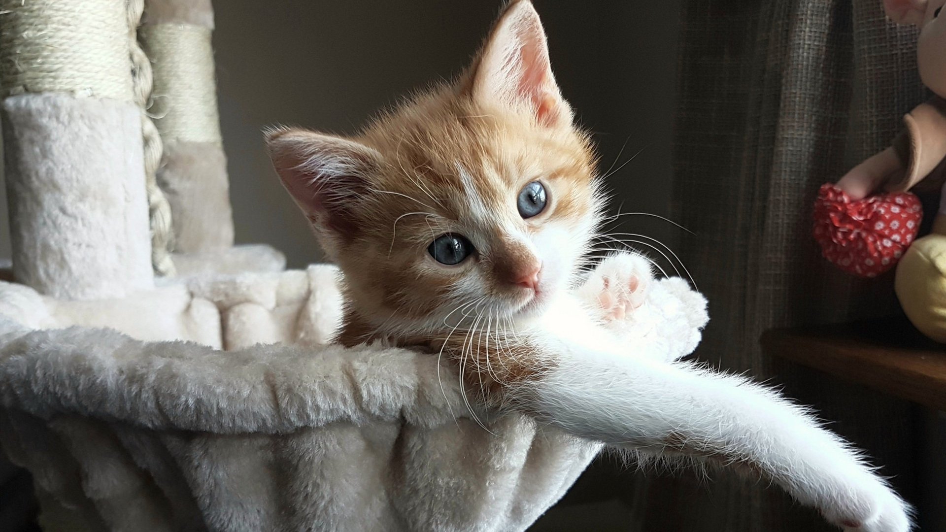 张伟丽逆风翻盘格斗冠军赛，张伟丽格斗比赛视频直播