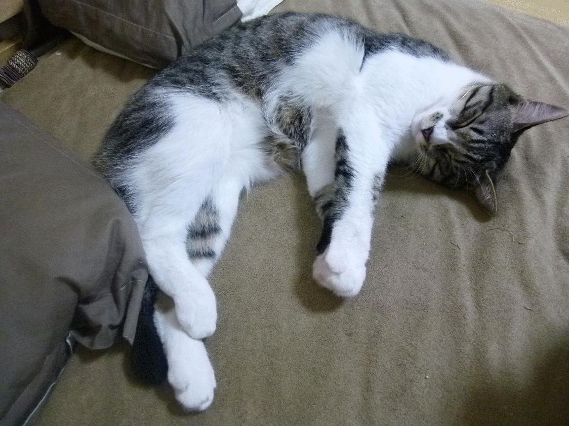 瑞·弗兰：全黑队进攻的“破局者”，突破后的进攻总能撕开对方防线