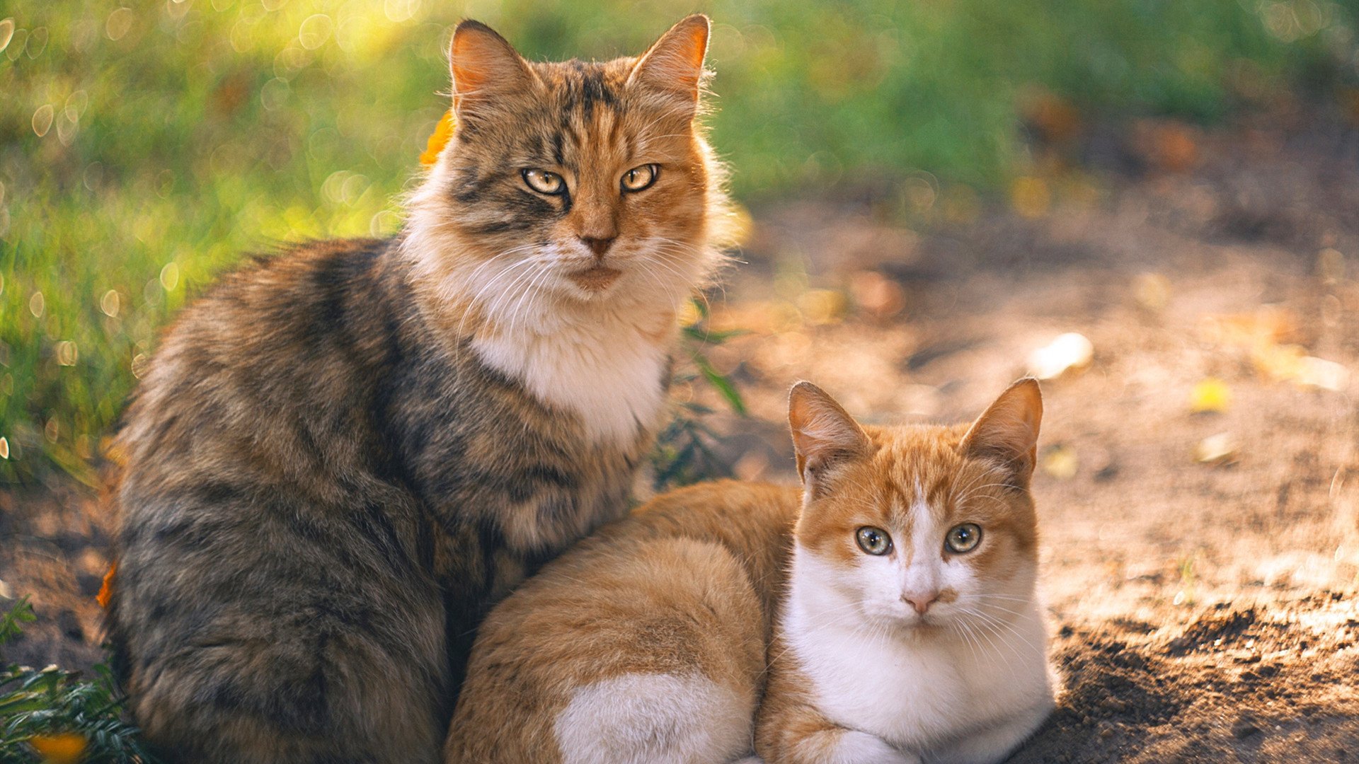 瑞安的球场视野和决策力，令全黑队攻防更具深度，瑞安十八家球场